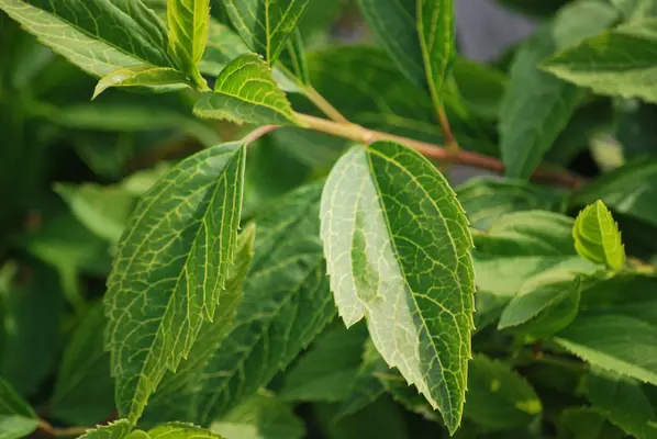 მცენარეთა სანერგე - ჩანაცვლების სურათი